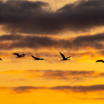 A White-naped Crane joins some Hoodeds at sunrise (Image by Mike Watson)