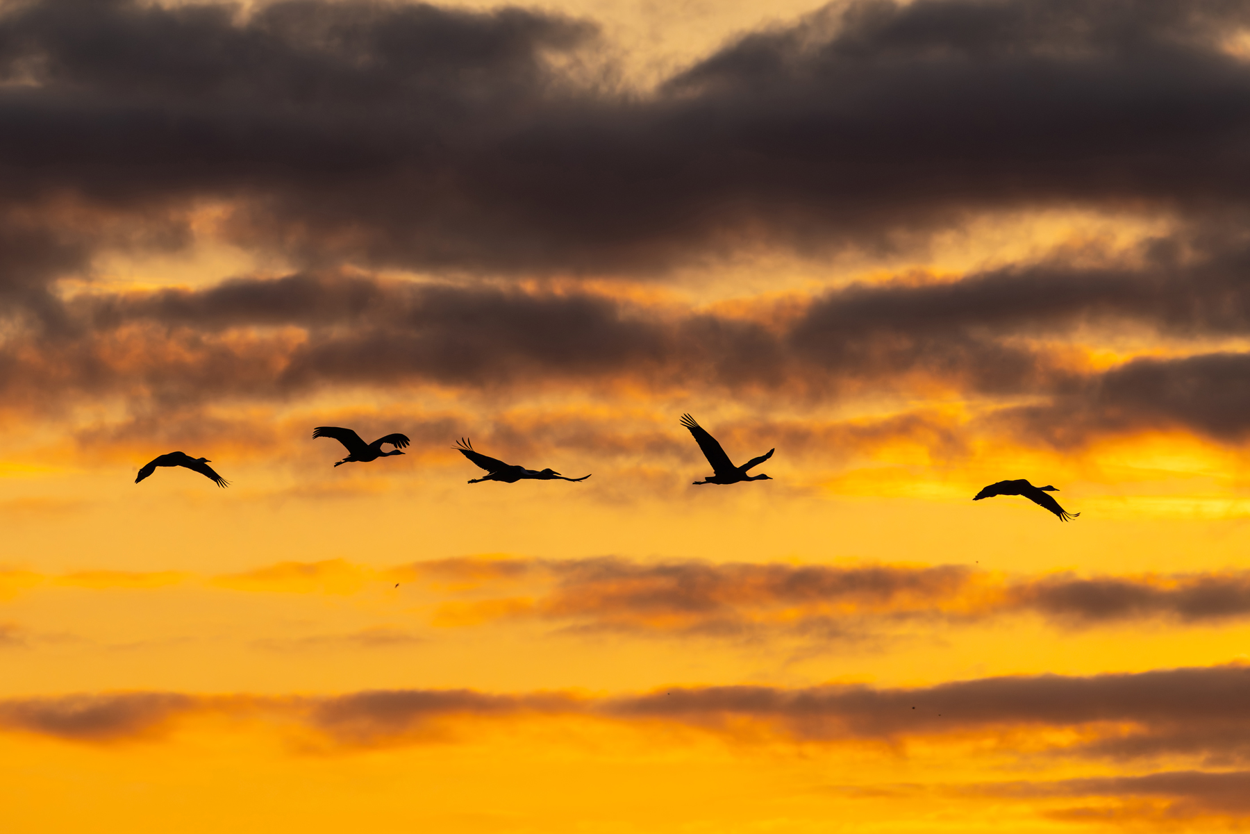 A White-naped Crane joins some Hoodeds at sunrise (Image by Mike Watson)