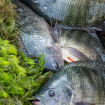 Freshly caught Tilapia (image by Inger Vandyke)