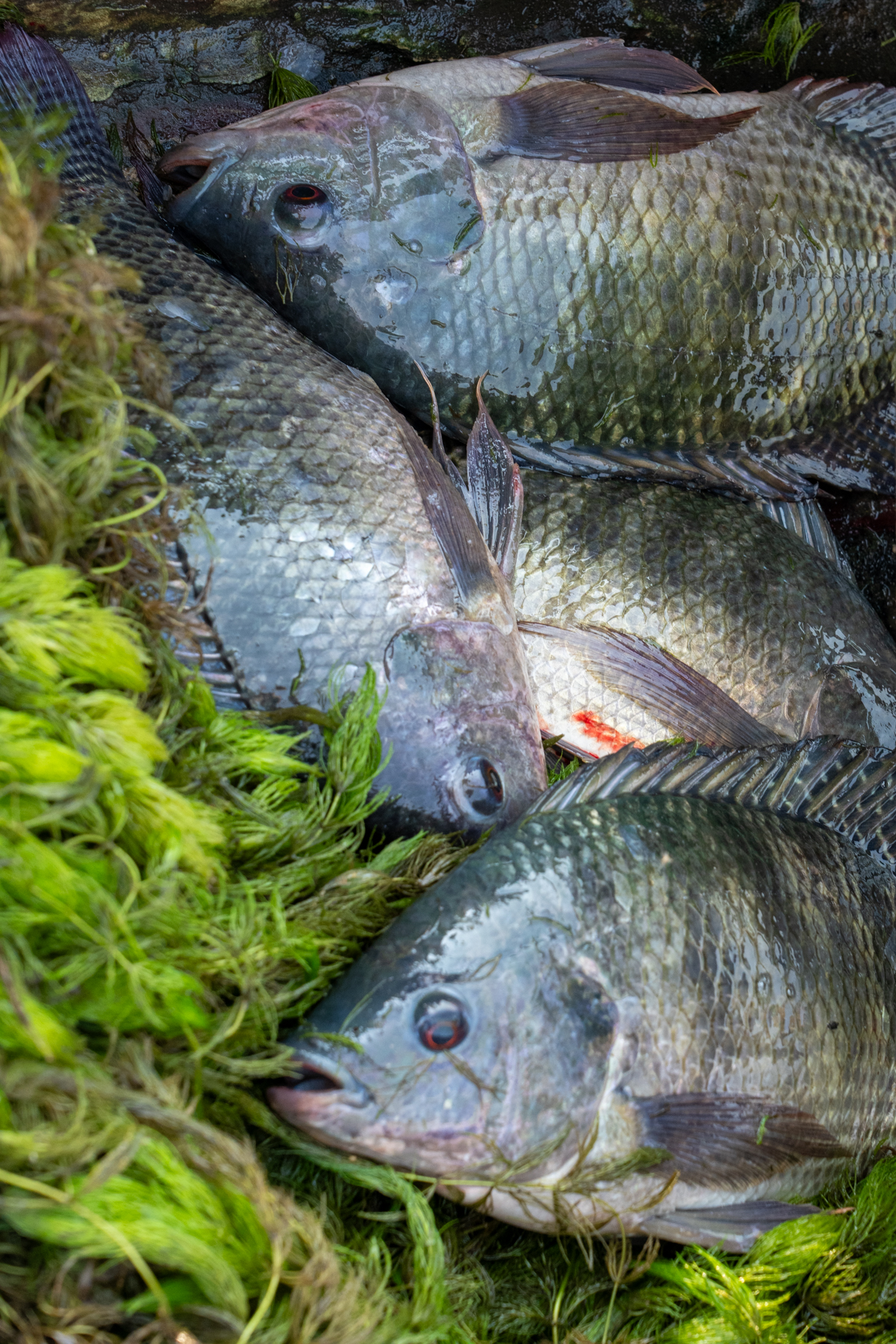Freshly caught Tilapia (image by Inger Vandyke)