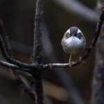 White-browed Fulvetta, ever present at the bird hide at Habre’s Nest (Image by Mike Watson)
