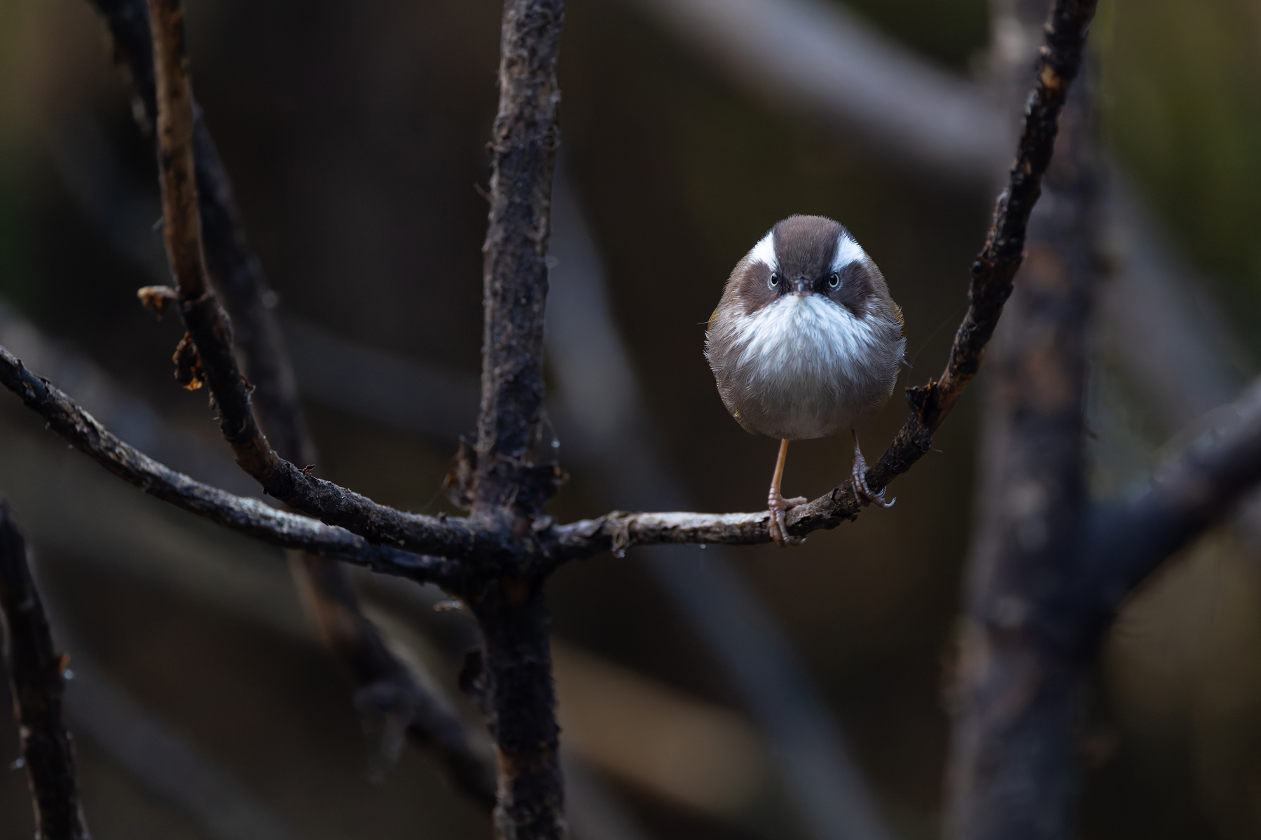 White-browed Fulvetta, ever present at the bird hide at Habre’s Nest (Image by Mike Watson)