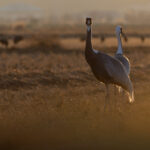 White-naped Cranes at sunset (image by Mike Watson)