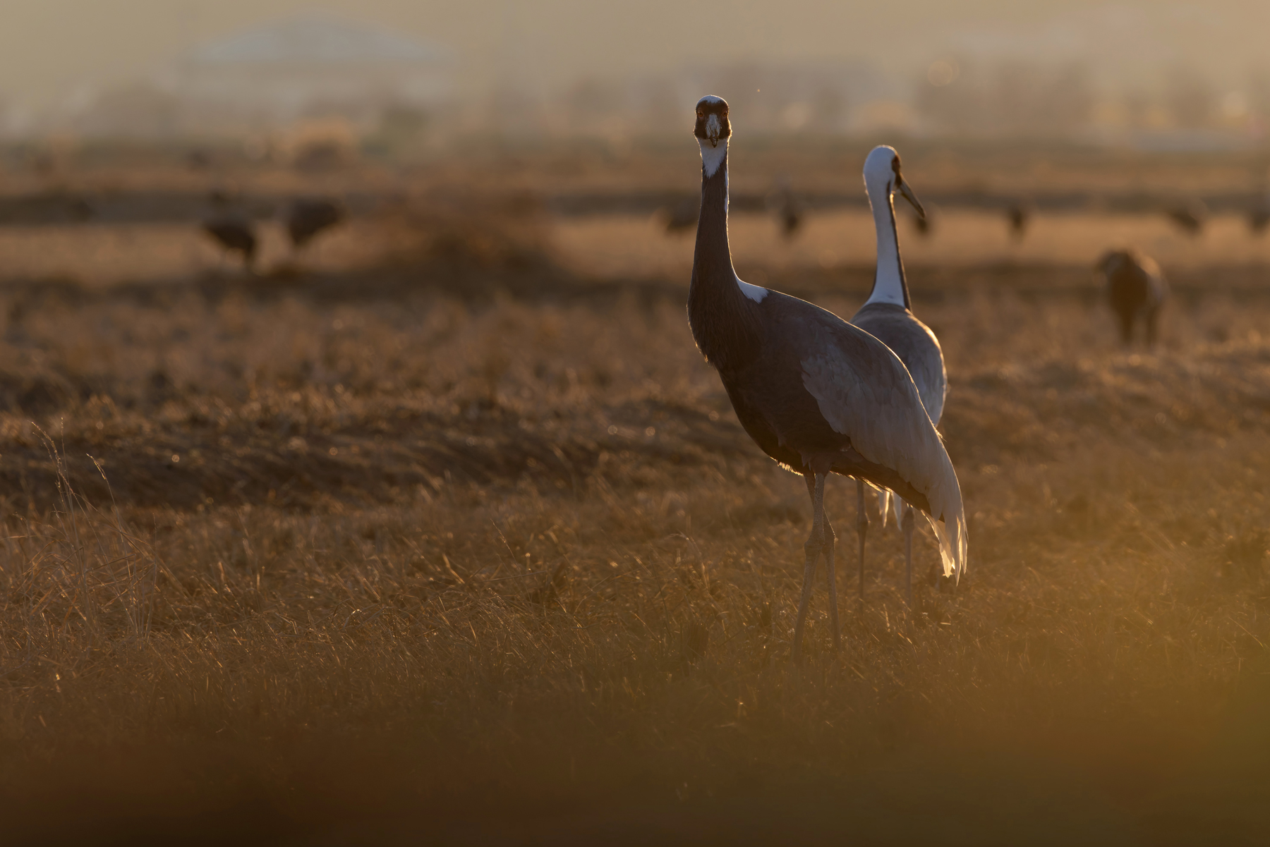 White-naped Cranes at sunset (image by Mike Watson)