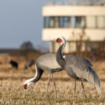 White-naped Cranes at Arasaki Crane Observation Center (Image by Mike Watson)