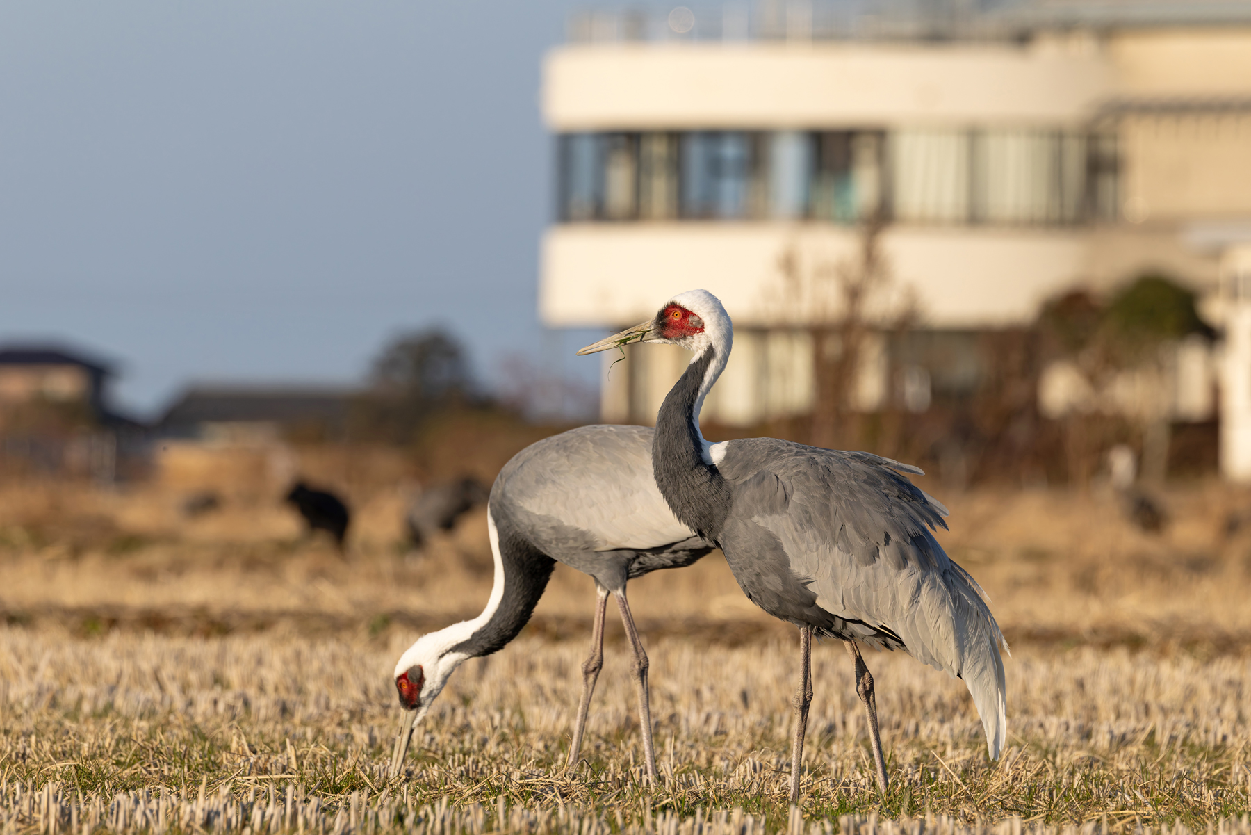 White-naped Cranes at Arasaki Crane Observation Center (Image by Mike Watson)