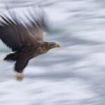 White-tailed Eagle blur (Image by Mike Watson)
