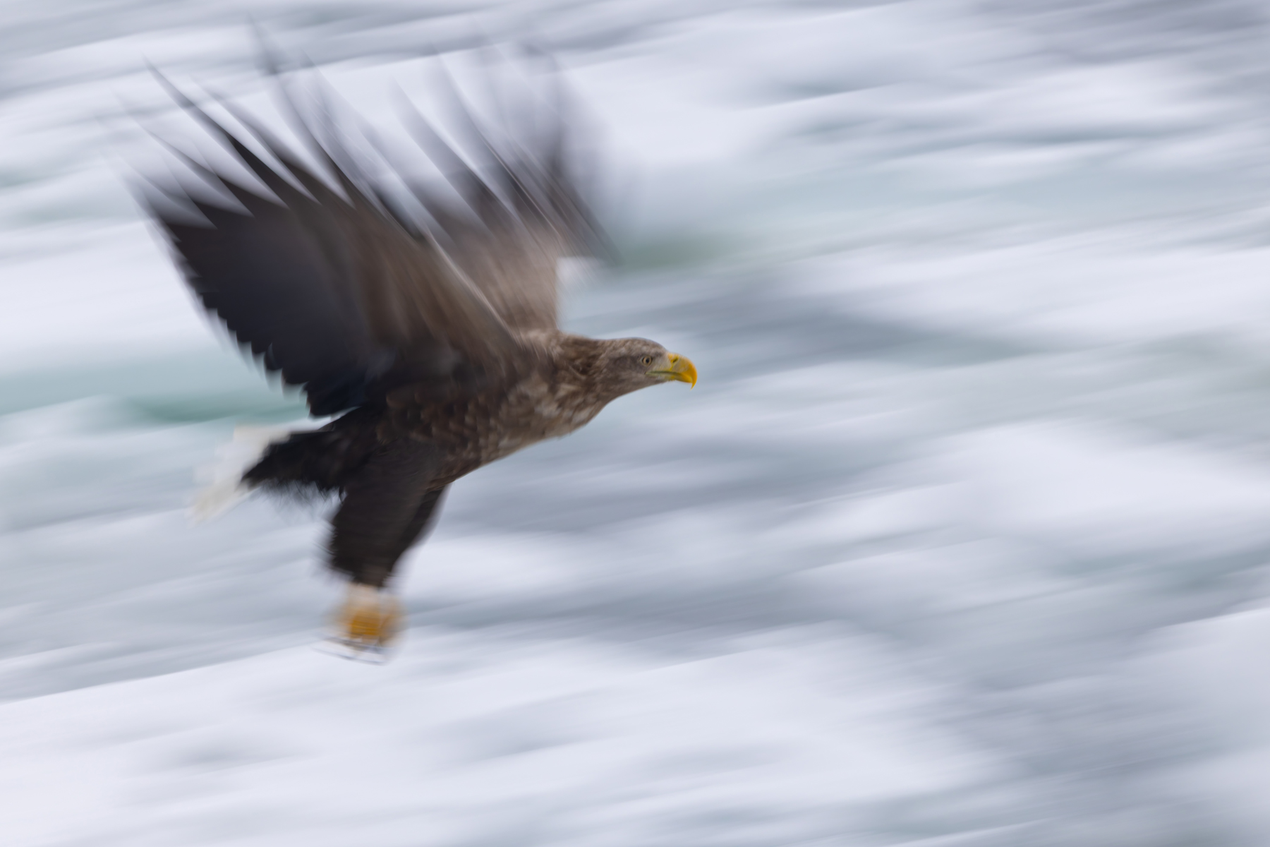 White-tailed Eagle blur (Image by Mike Watson)