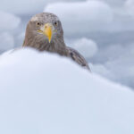 White-tailed Eagle face (Image by Mike Watson)