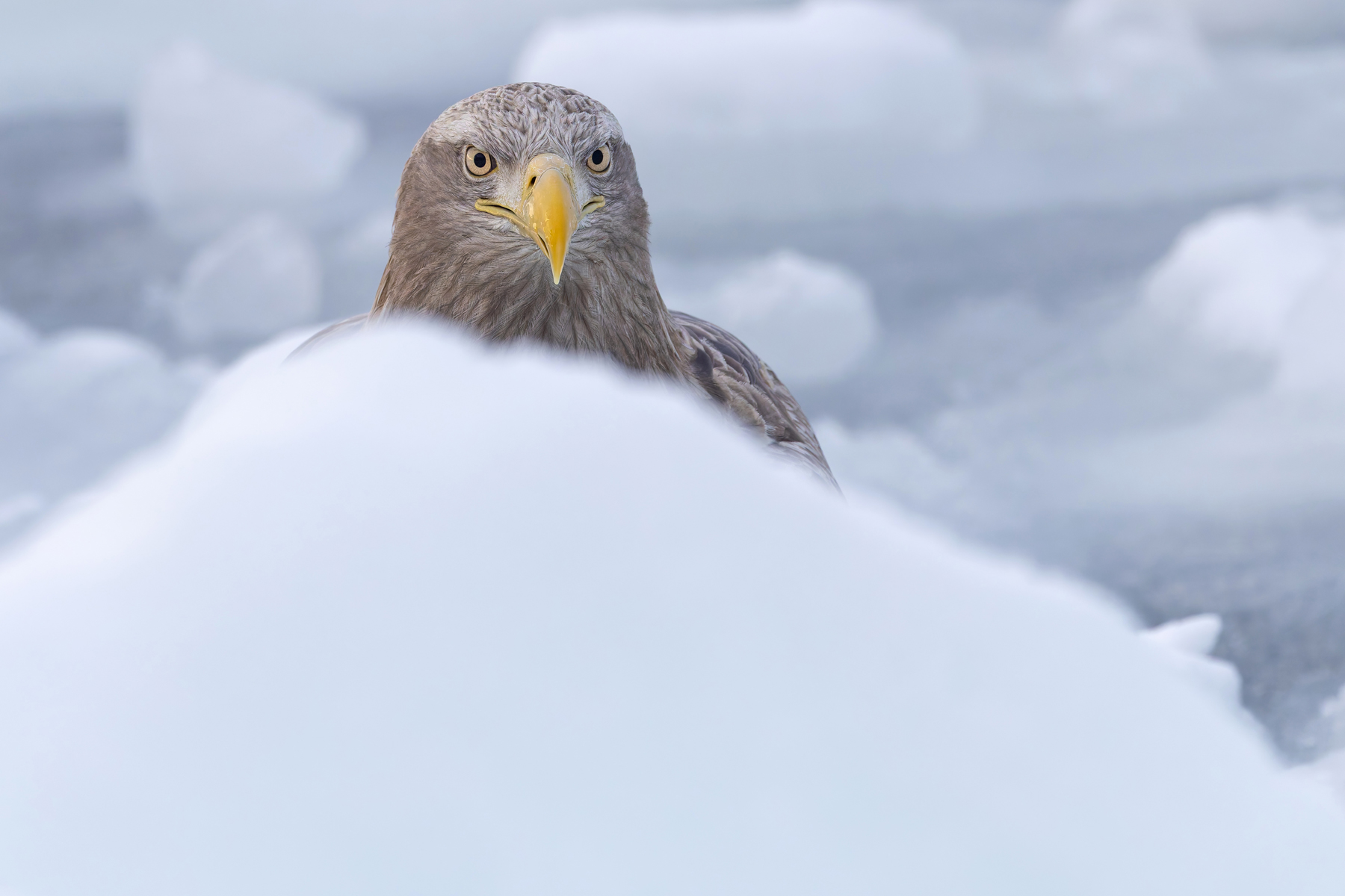 White-tailed Eagle face (Image by Mike Watson)