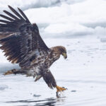 White-tailed Eagle fishing (Image by Mike Watson)