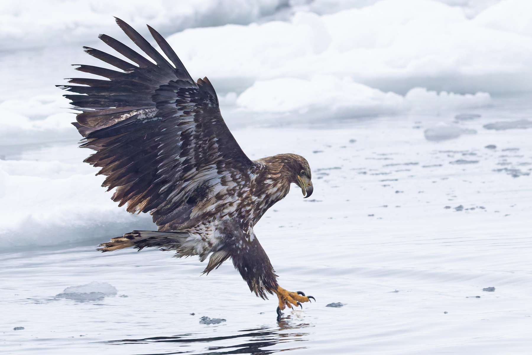 White-tailed Eagle fishing (Image by Mike Watson)