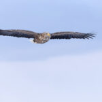 White-tailed Eagle glides into the scene (Image by Mike Watson)