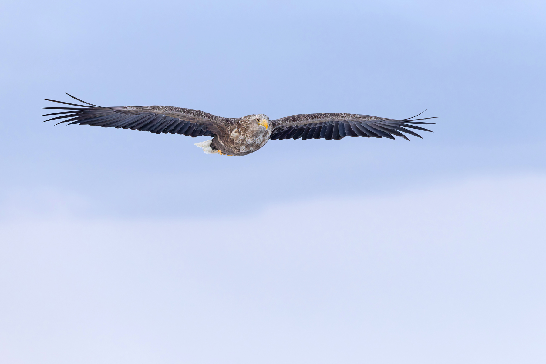 White-tailed Eagle glides into the scene (Image by Mike Watson)
