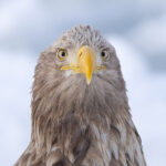 White-tailed Eagle close-up, how bizarre to see them like this, like seagulls (Image by Mike Watson)