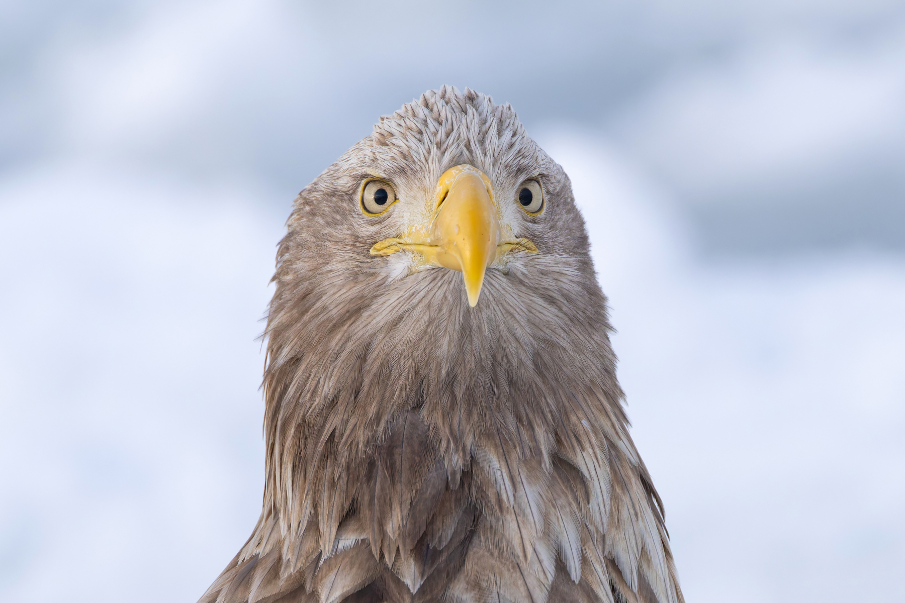 White-tailed Eagle close-up, how bizarre to see them like this, like seagulls (Image by Mike Watson)