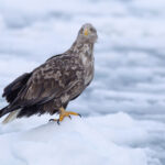 White-tailed Eagle eye contact (image by Mike Watson)