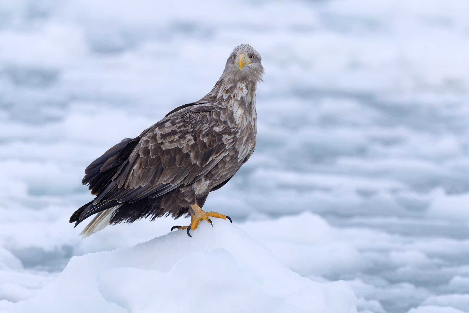 White-tailed Eagle eye contact (image by Mike Watson)