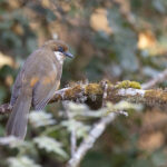 White-throated Laughingthrush, Phukchowki (Image by Mike Watson)