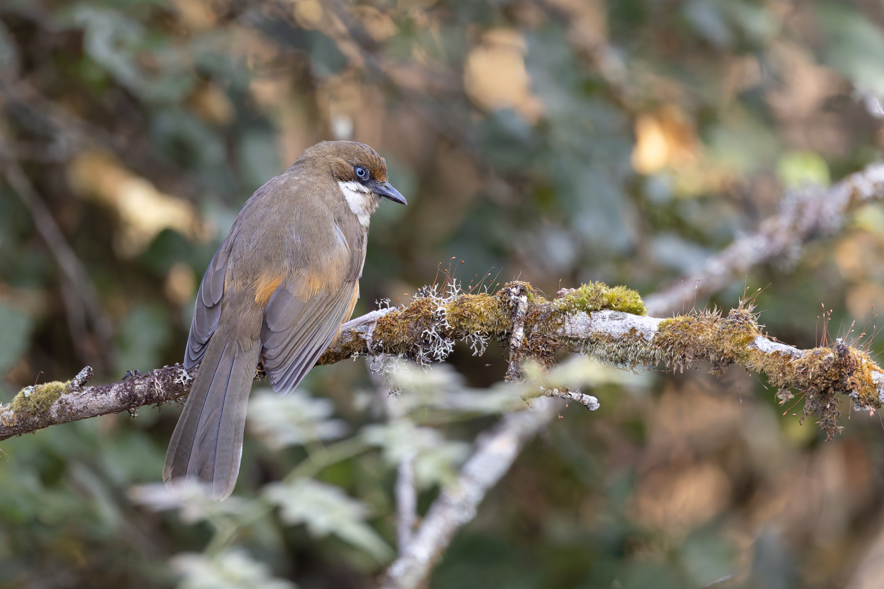 White-throated Laughingthrush, Phukchowki (Image by Mike Watson)