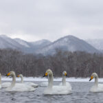 Whooper Swans at Kotan Onsen, Lake Kussharo (Image by Mike Watson)