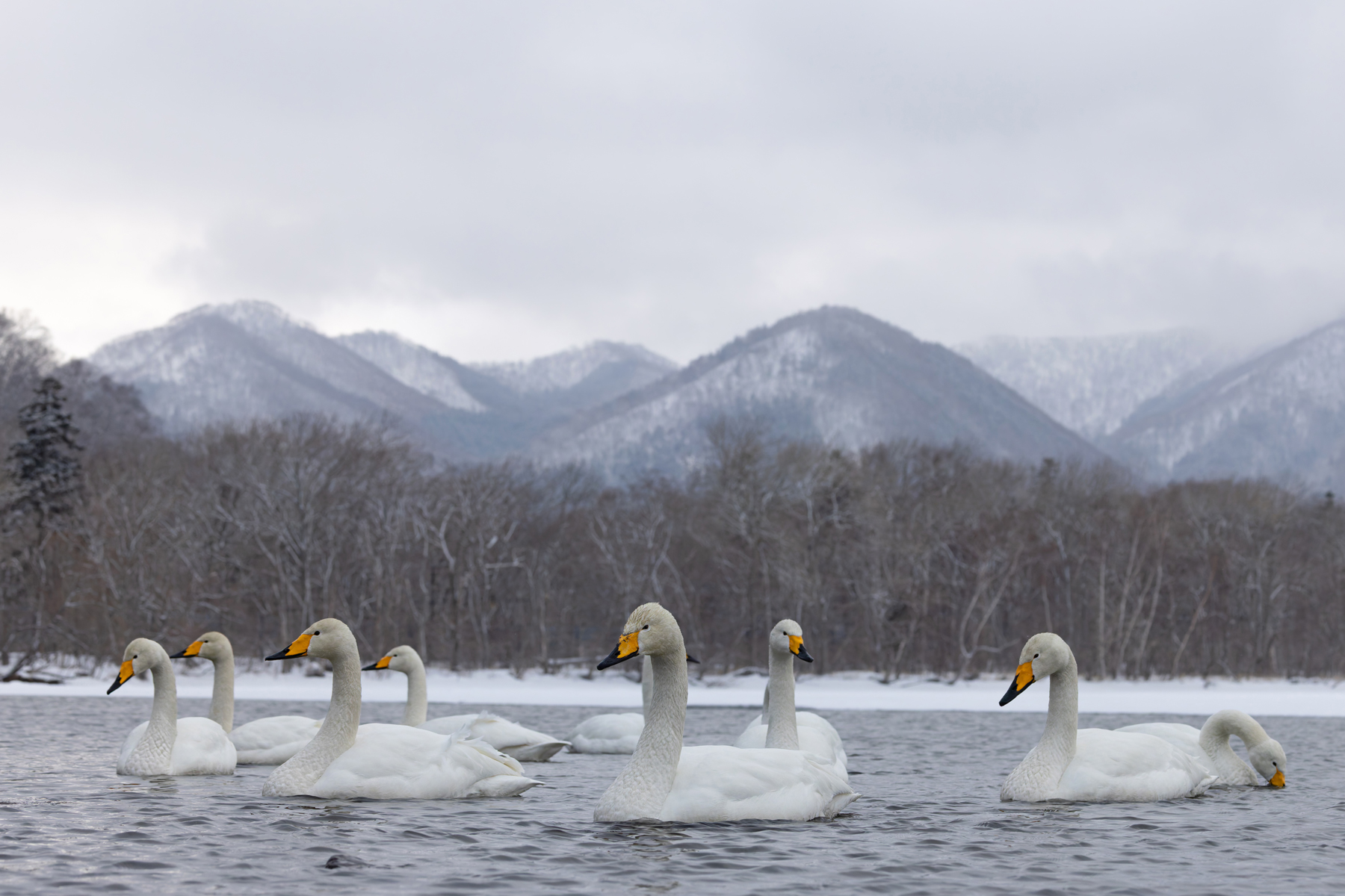 Whooper Swans at Kotan Onsen, Lake Kussharo (Image by Mike Watson)