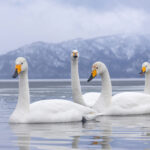 Whooper Swans, Lake Kussahro (Image by Mike Watson)