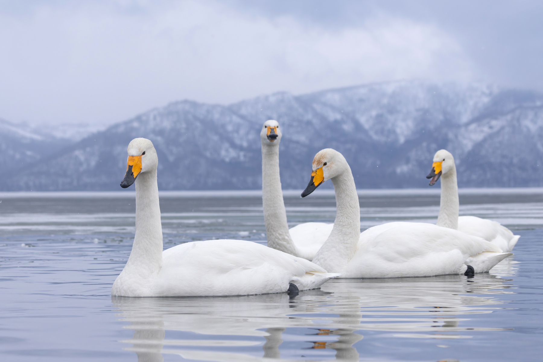 Whooper Swans, Lake Kussahro (Image by Mike Watson)