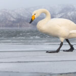 Ice-stepping Whooper Swan, Lake Kussharo (Image by Mike Watson)