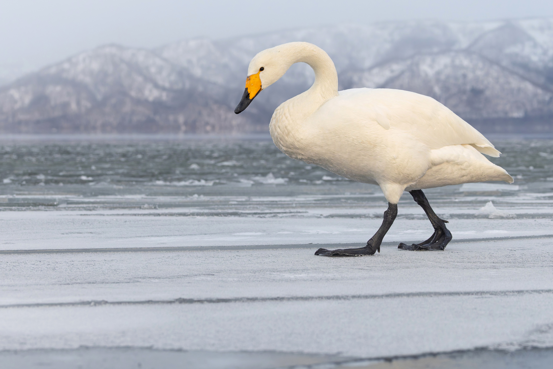 Ice-stepping Whooper Swan, Lake Kussharo (Image by Mike Watson)