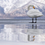 Whooper Swan of snow and ice (Image by Mike Watson)