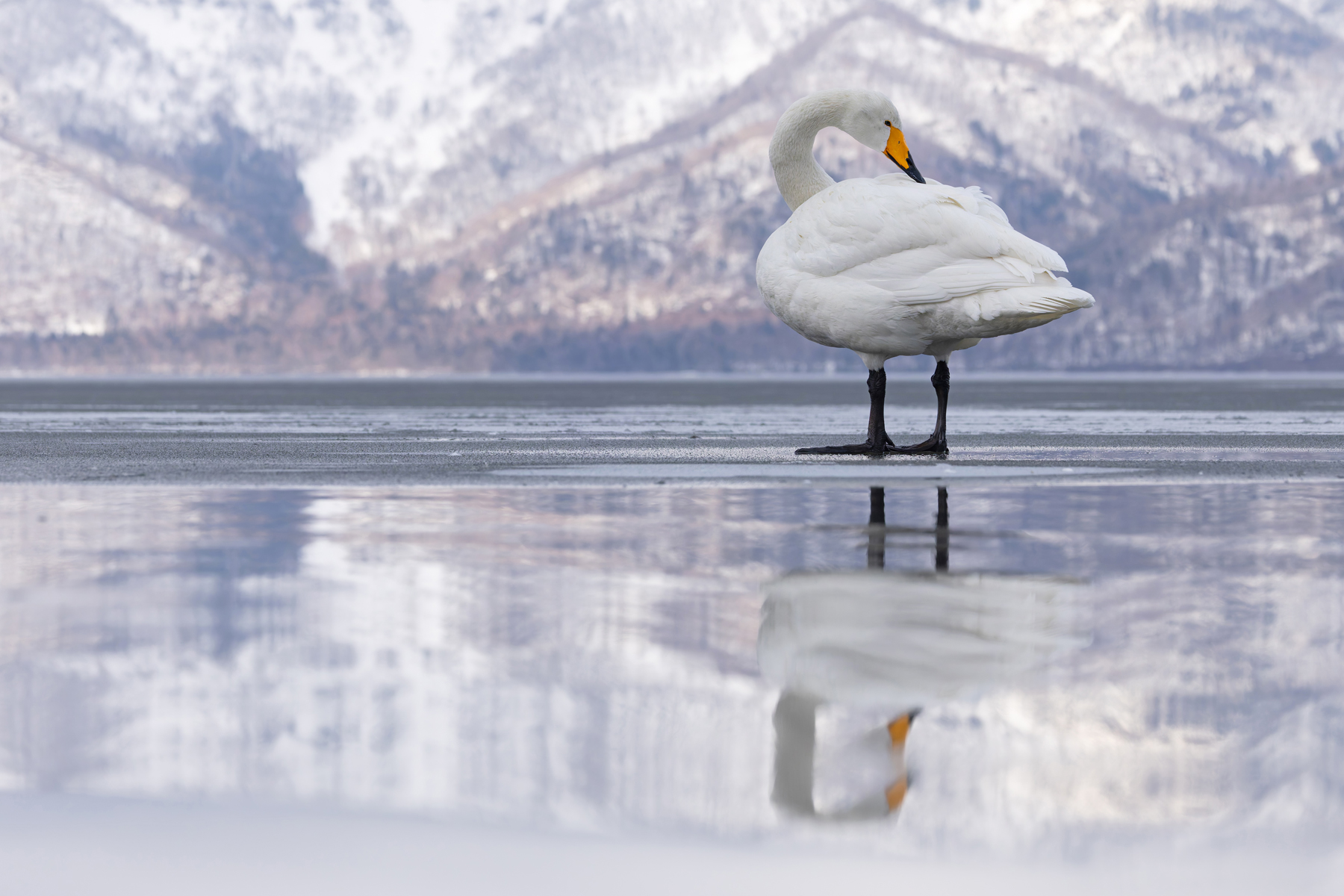 Whooper Swan of snow and ice (Image by Mike Watson)