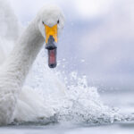 Whooper Swan splash (Image by Mike Watson)