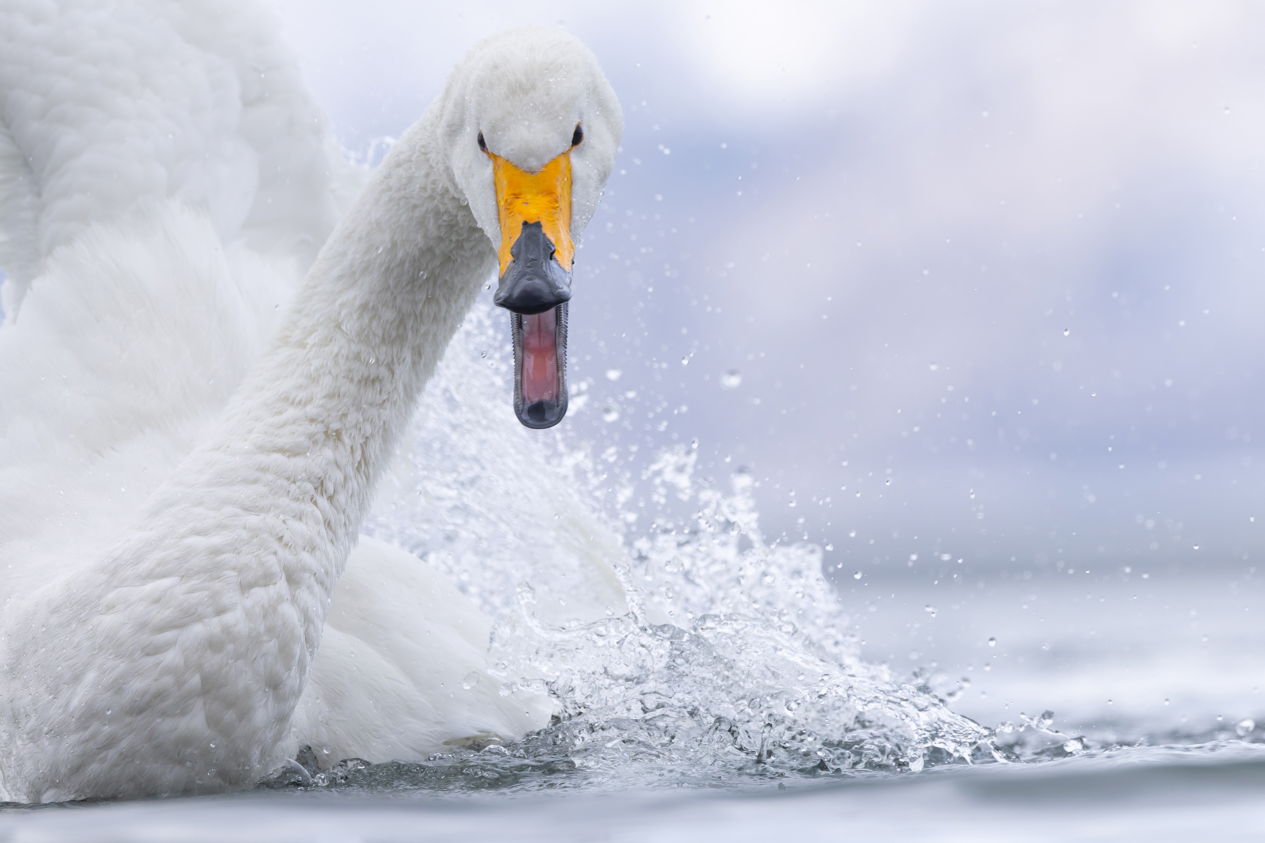 Whooper Swan splash (Image by Mike Watson)