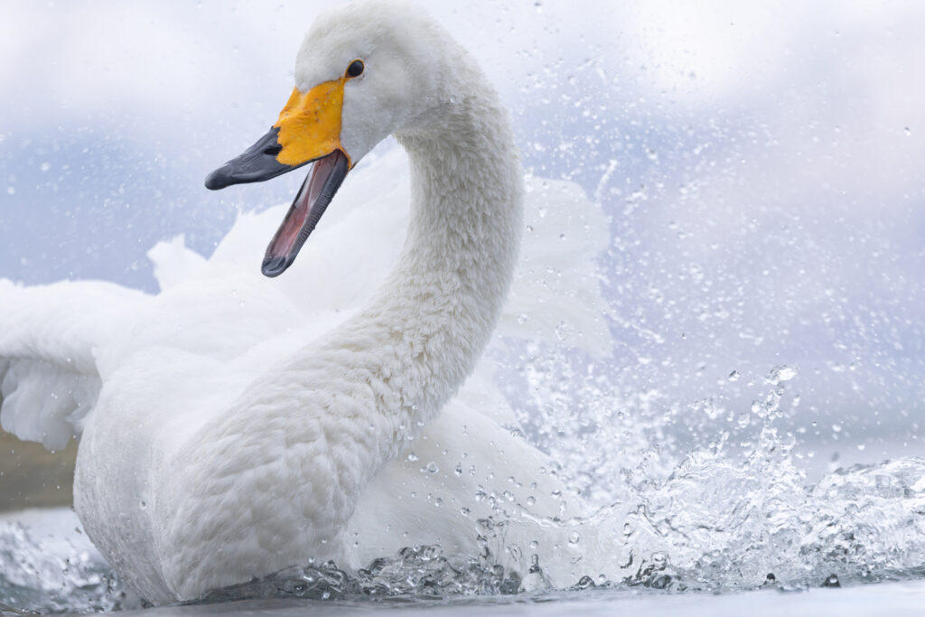 Whooper Swan splashing rage (Image by Mike Watson)