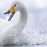 Whooper Swan splashing rage (Image by Mike Watson)