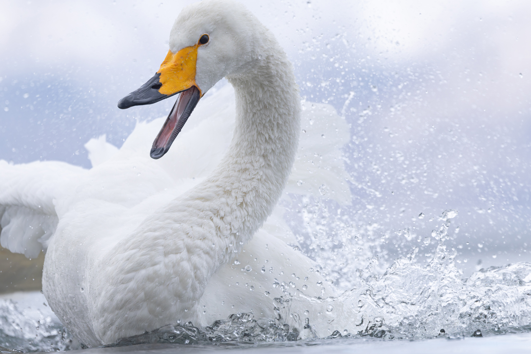Whooper Swan splashing rage (Image by Mike Watson)