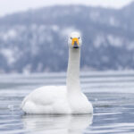 Whooper Swan head on at Lake Kussharo (Image by Mike Watson)