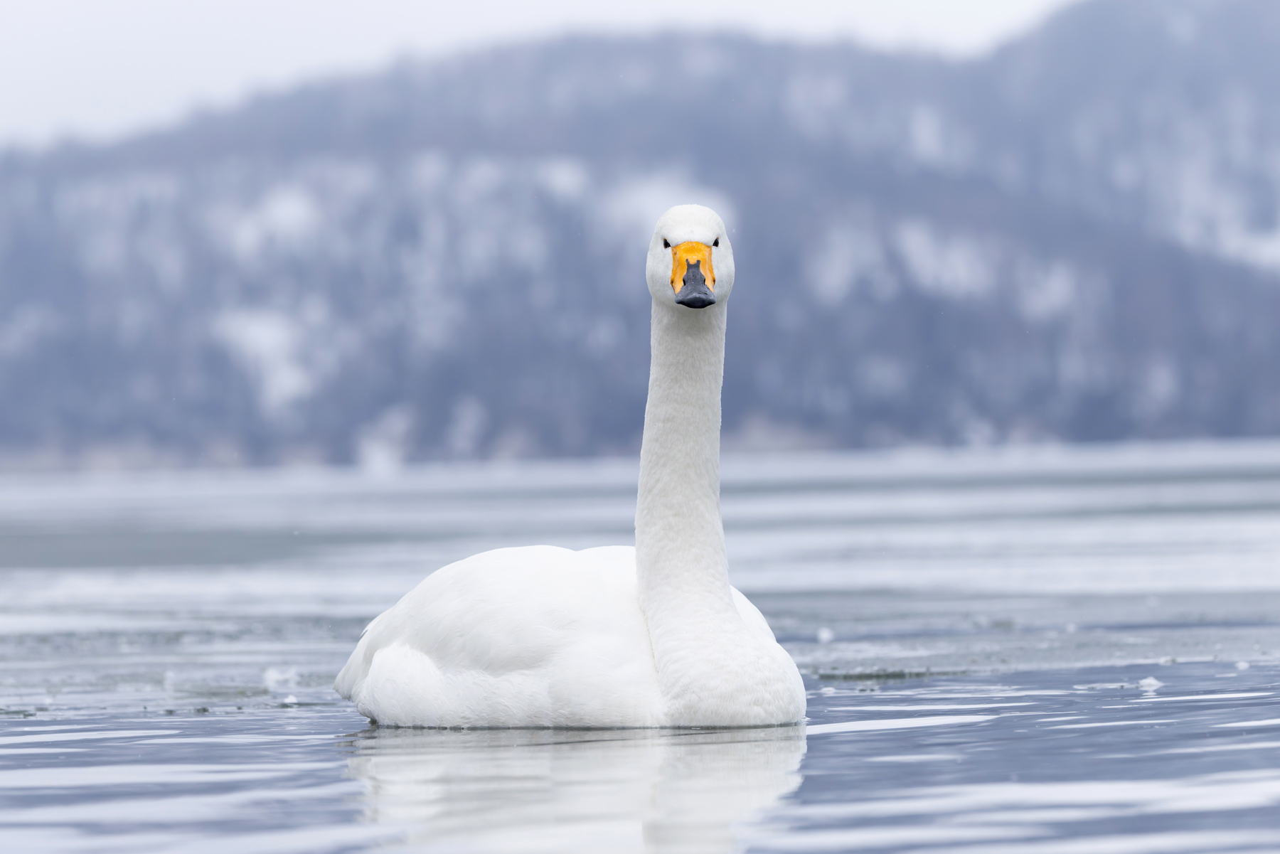 Whooper Swan head on at Lake Kussharo (Image by Mike Watson)