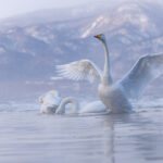 Whooper Swan wings raised (Image by Mike Watson)