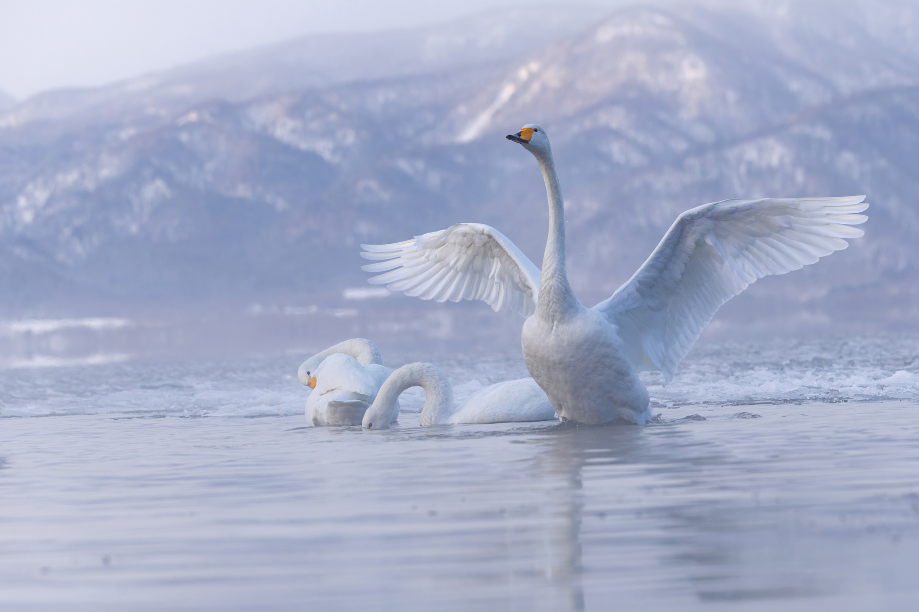 Whooper Swan wings raised (Image by Mike Watson)