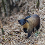 Yellow-throated Martin on the prowl (Image by Mike Watson)