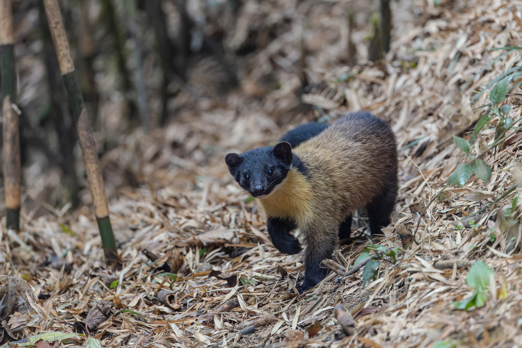 Yellow-throated Martin on the prowl (Image by Mike Watson)