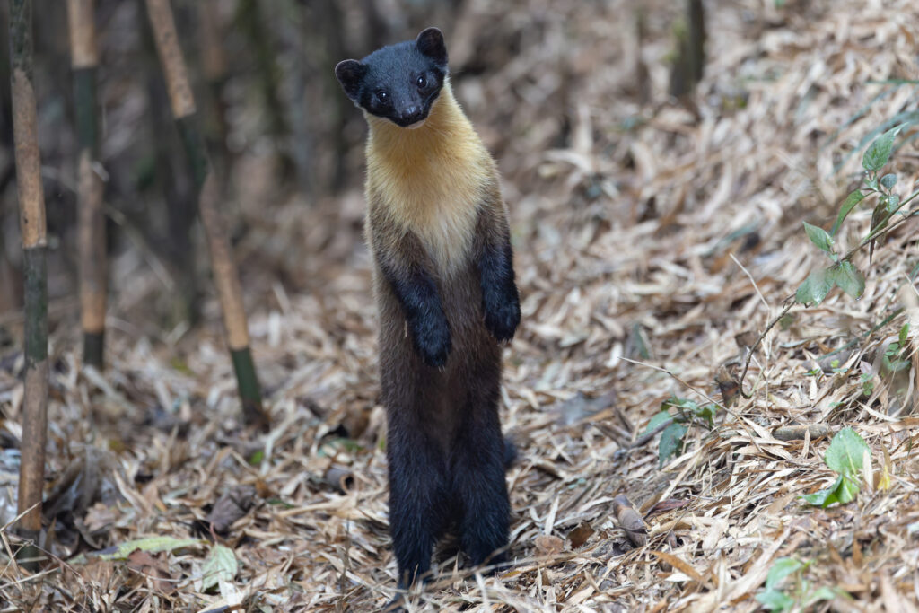 Yellow-throated Martin, the standing pose! (Image by Mike Watson)