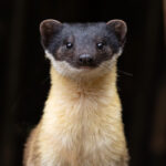 Yellow-throated Martin portrait (Image by Mike Watson)
