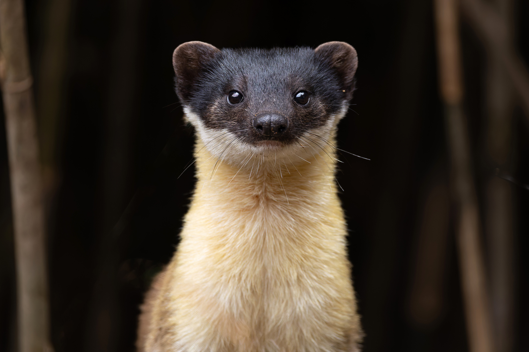 Yellow-throated Martin portrait (Image by Mike Watson)