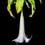 Early morning sunshine on an Angel's Trumpet flower against a dark background (image by Oliver Krueger)