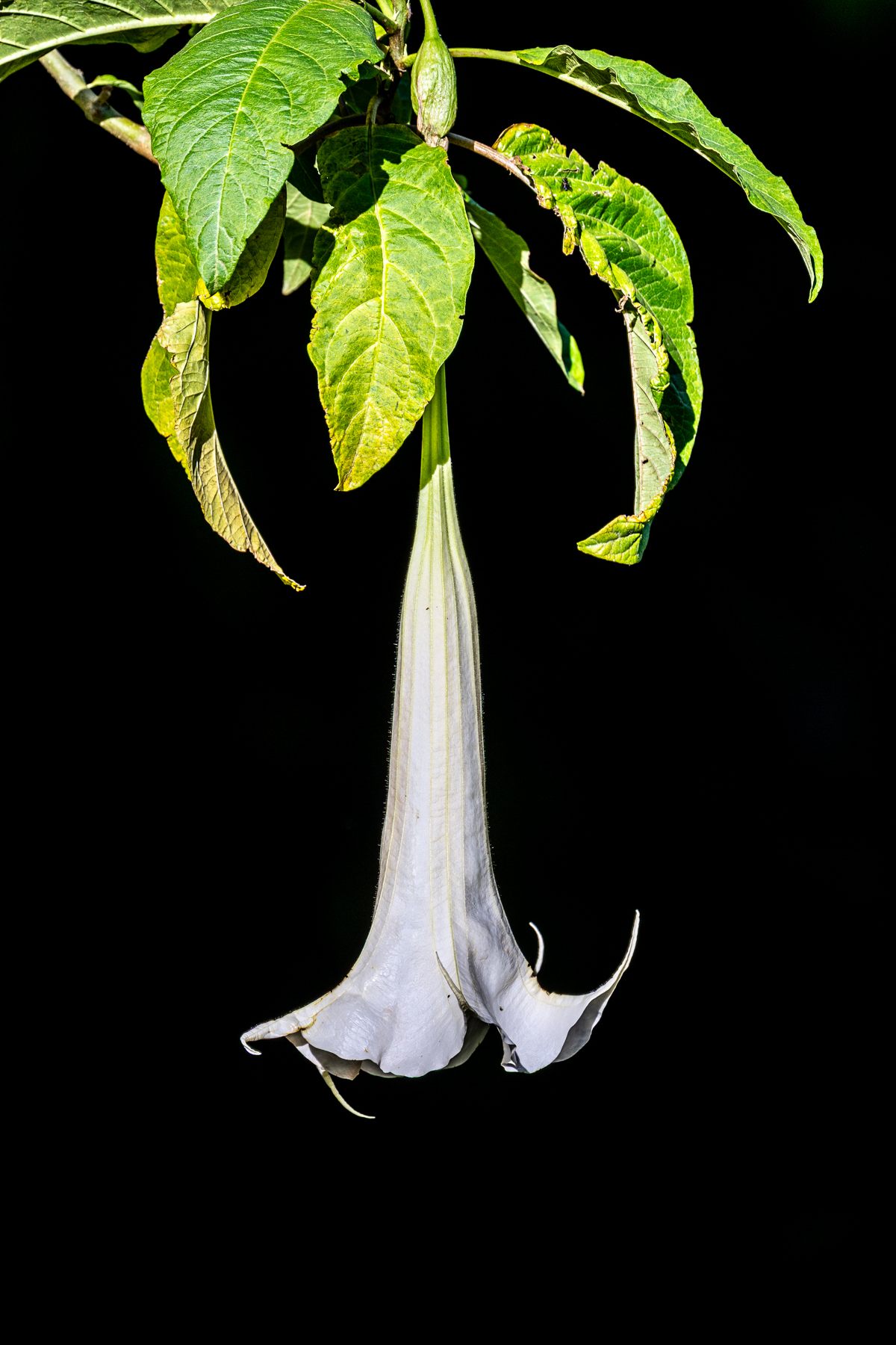 Early morning sunshine on an Angel's Trumpet flower against a dark background (image by Oliver Krueger)
