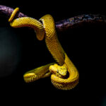 A streak of light illuminates an Eyelash Palm-Pitviper of the yellow morph (image by Oliver Krueger)