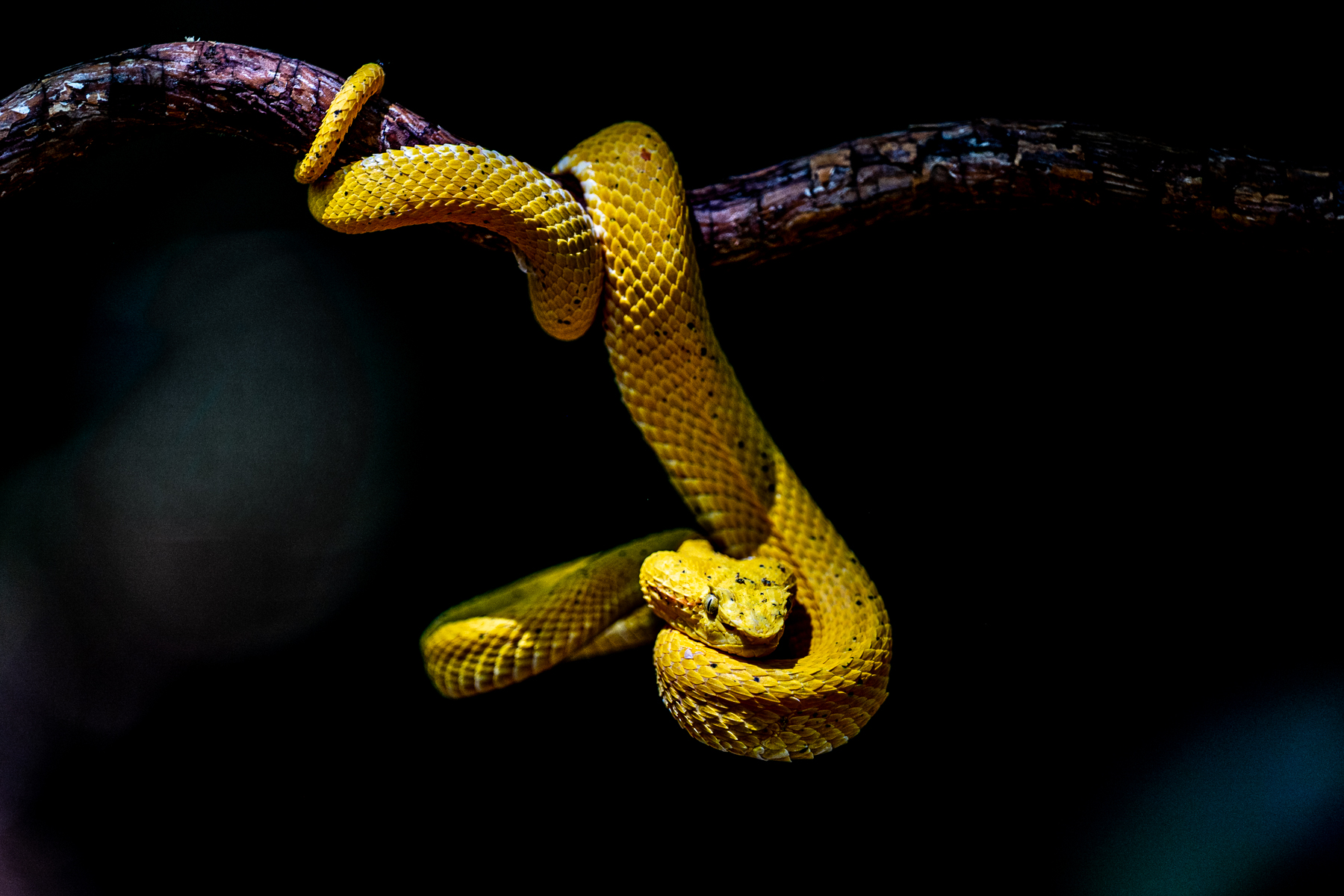 A streak of light illuminates an Eyelash Palm-Pitviper of the yellow morph (image by Oliver Krueger)